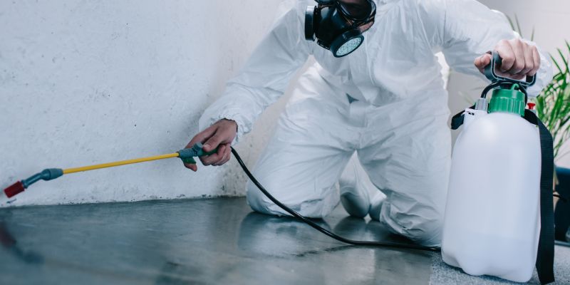 Como é feita a dedetização de baratas em Itaquaquecetuba