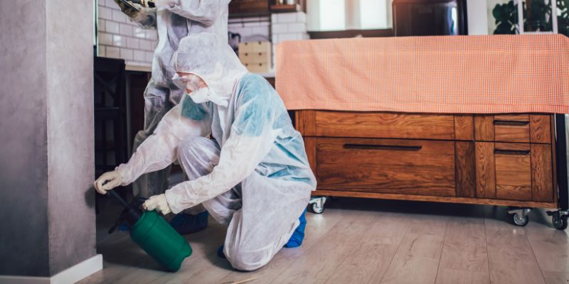 Dedetização em Apartamento Como Funciona em Itaquaquecetuba: Confira 4 Passos Dedetização em Apartamento Como Funciona em Itaquaquecetuba: Confira 4 Passos